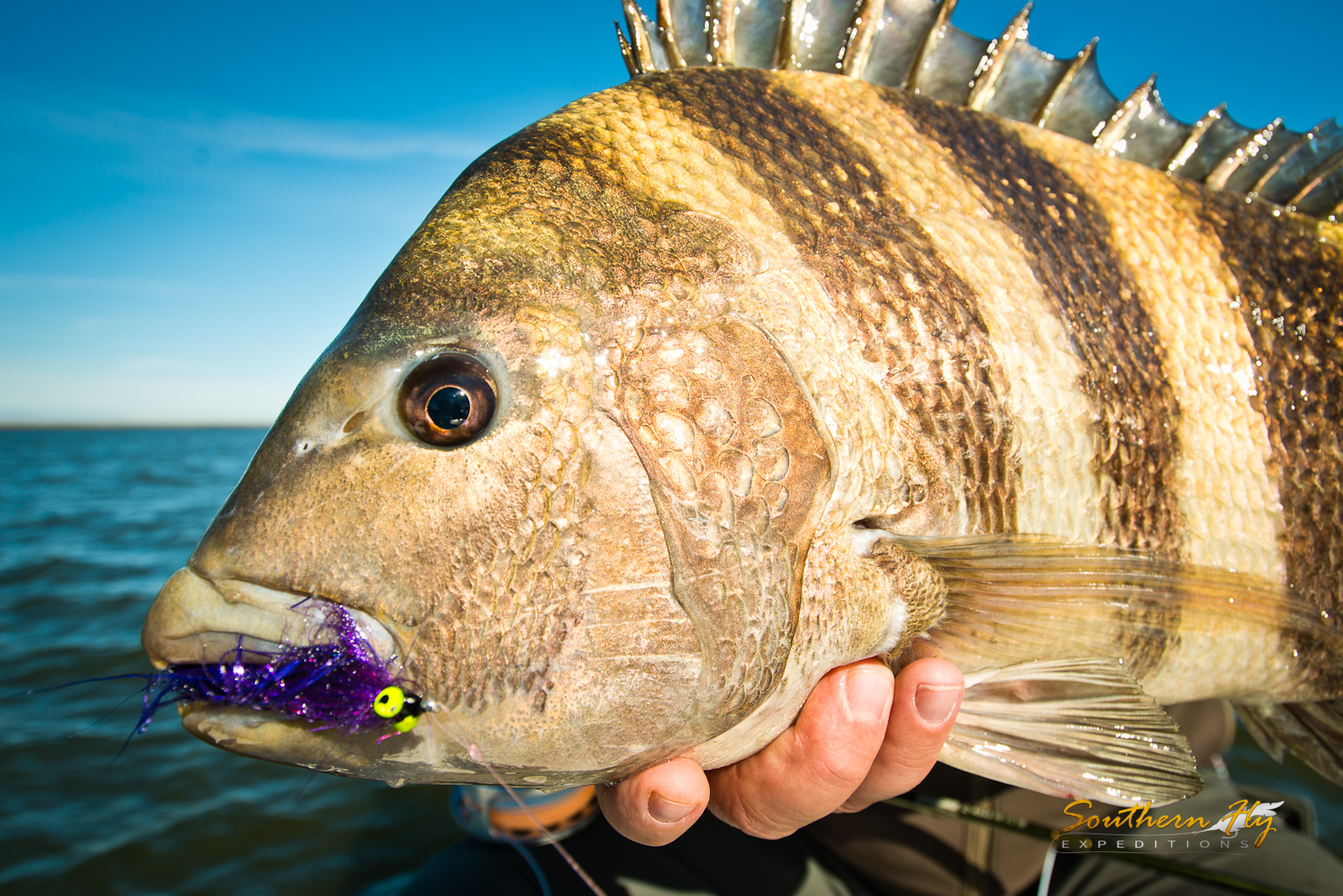 Sheepshead Light Tackle Fly Fishing New Orleans Southern Fly Expeditions