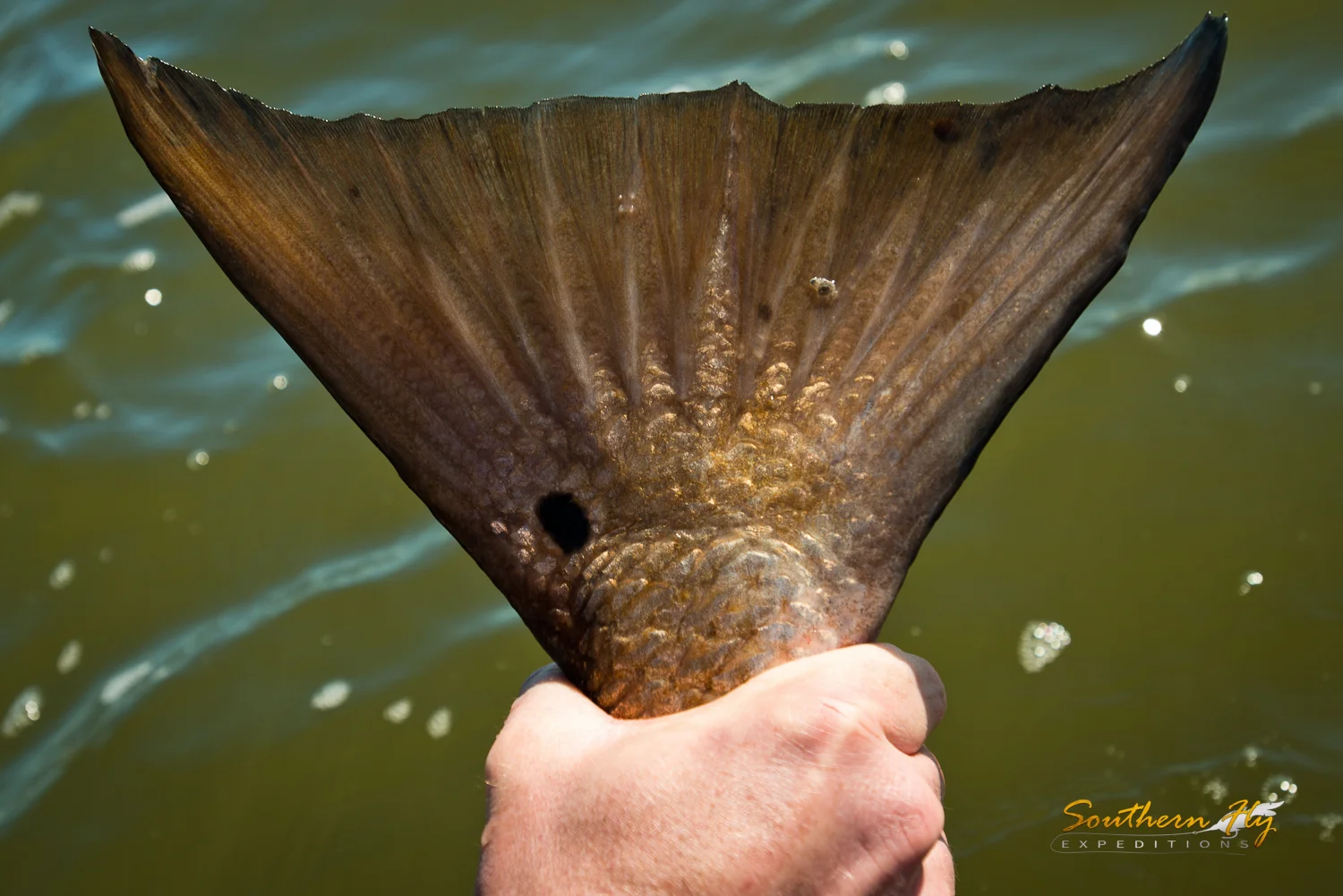 redfish guides new orleans louisiana with Southern Fly Expeditions
