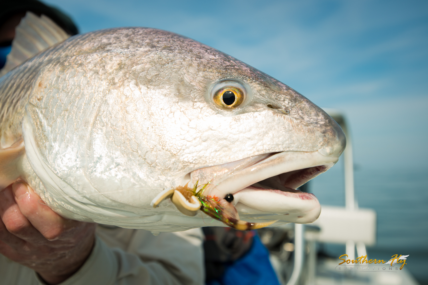 fly fishing guide southern fly expeditions blogpost on when the best time to flyfish in louisiana is 