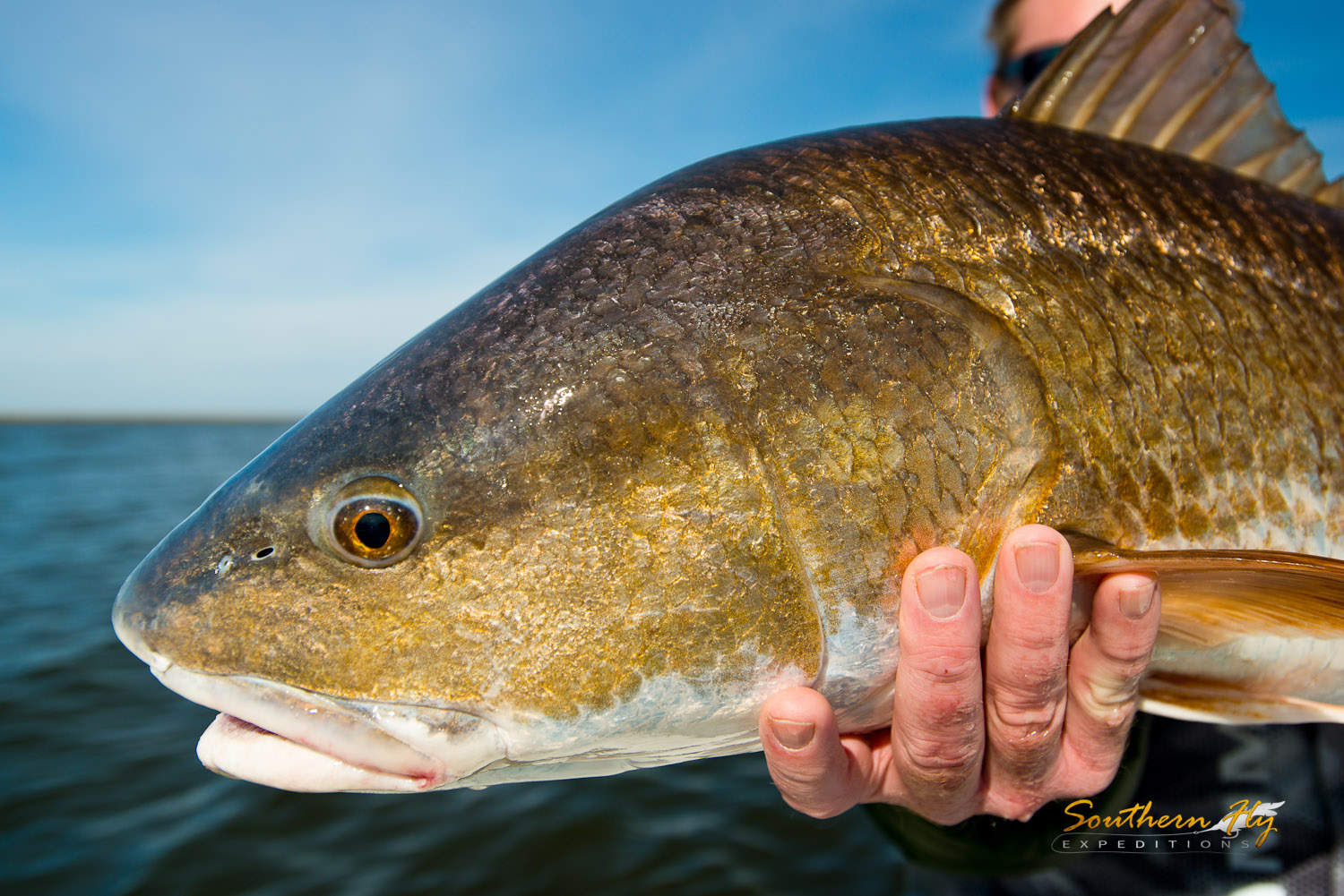 2018-12-04-06_SouthernFlyExpeditions_NewOrleans_ChrisIversen-3.jpg