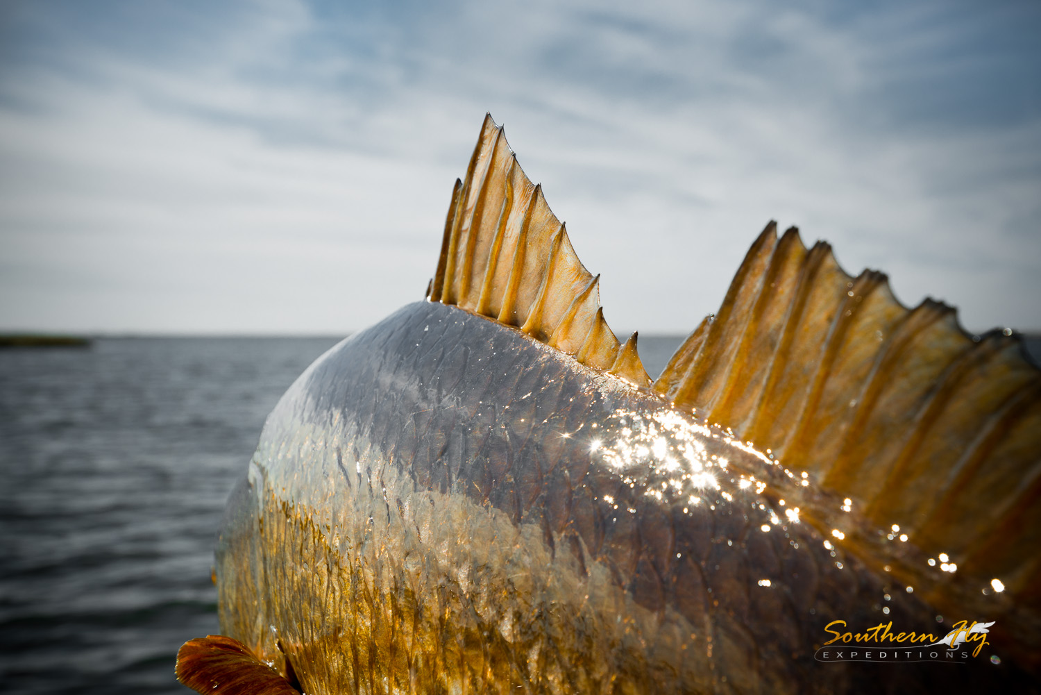 2018-12-04-06_SouthernFlyExpeditions_NewOrleans_ChrisIversen-4.jpg