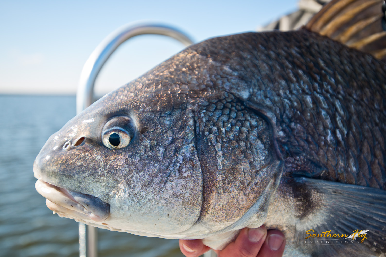 2018-12-11_SouthernFlyExpeditions_NewOrleans_MarlyMorseAndDaveSellers-3.jpg