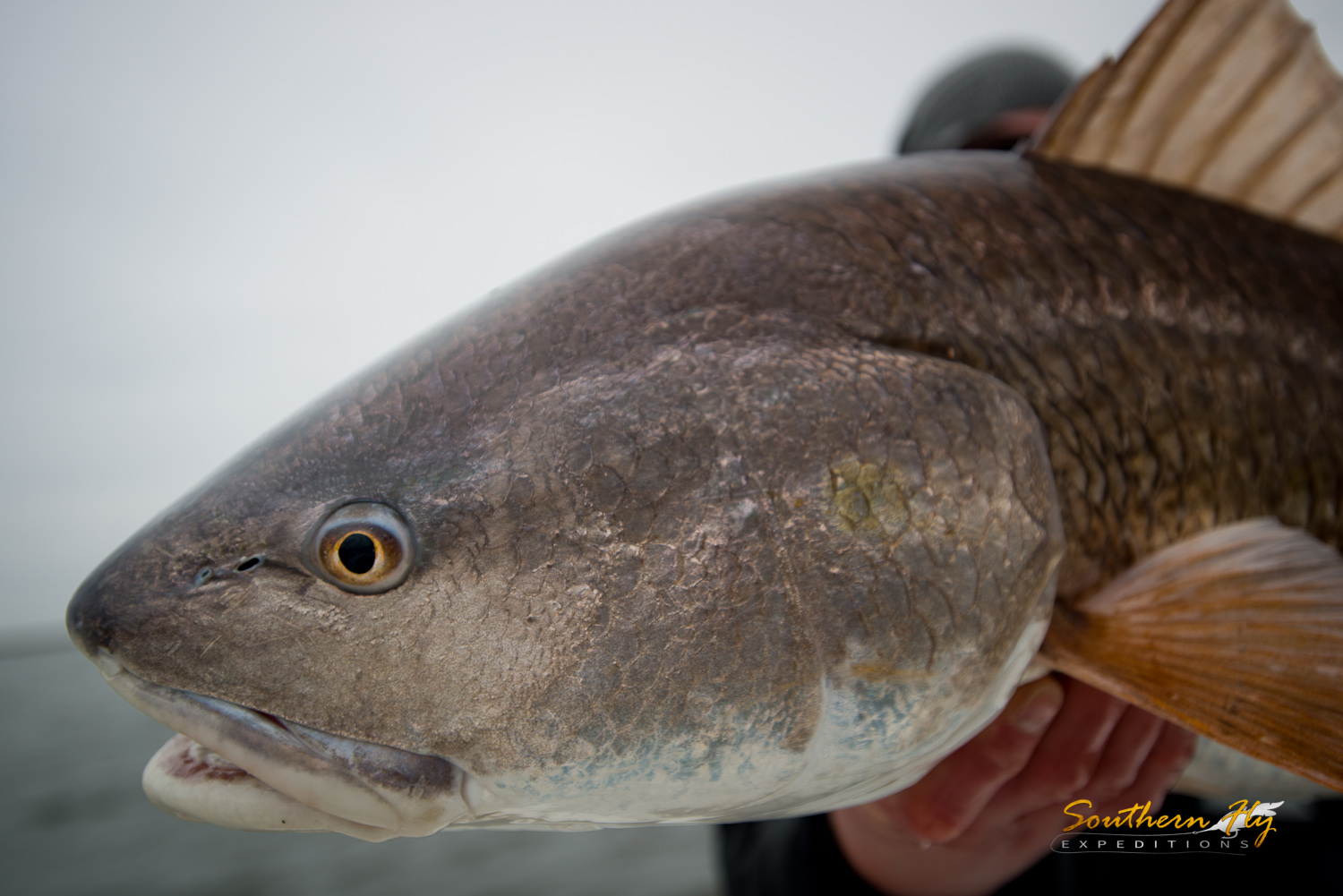 2019-01-14-15_SouthernFlyExpeditions_NewOrleans_BrettBellAndCodyProws-3.jpg