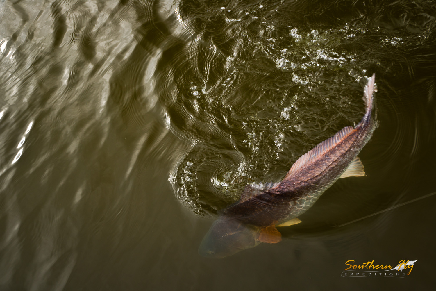 2019-01-16-17_SouthernFlyExpeditions_NewOrleans_StefanWoodruffAndToddFuchigami-6.jpg