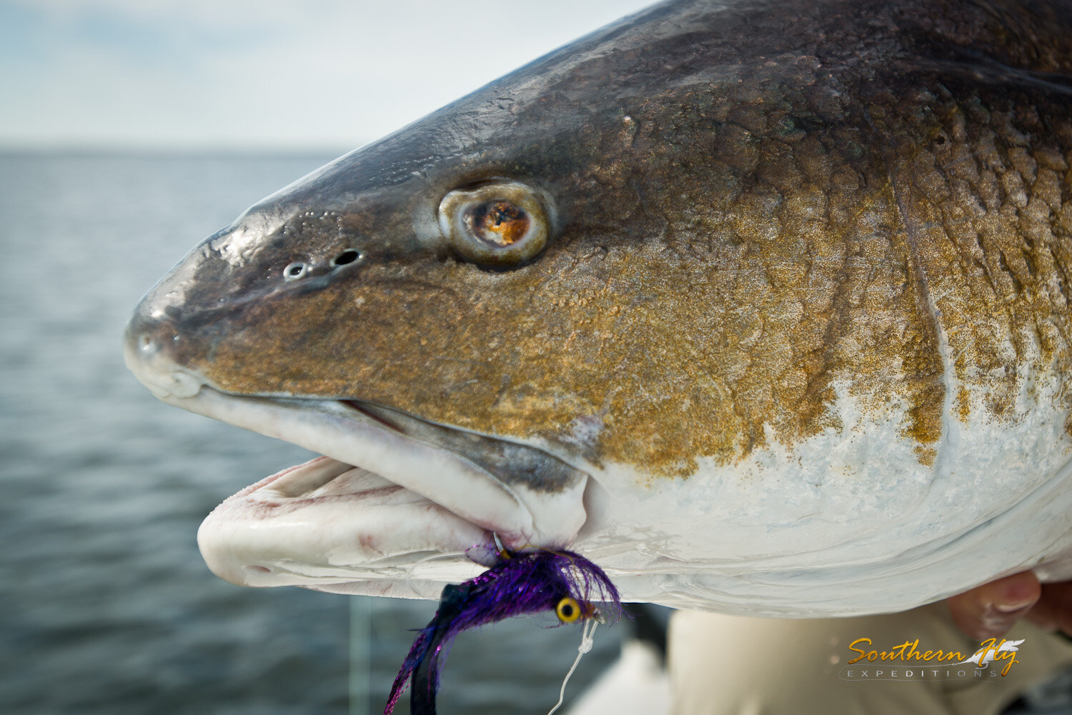 2019-11-21-22_SouthernFlyExpeditions_NewOrleans_BenGarcia-5.jpg