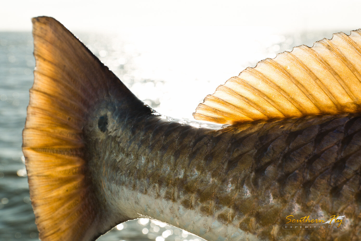2020-11-10-11_SouthernFlyExpeditions_NewOrleans_AmyAllenAndNickDenbow-14.jpg