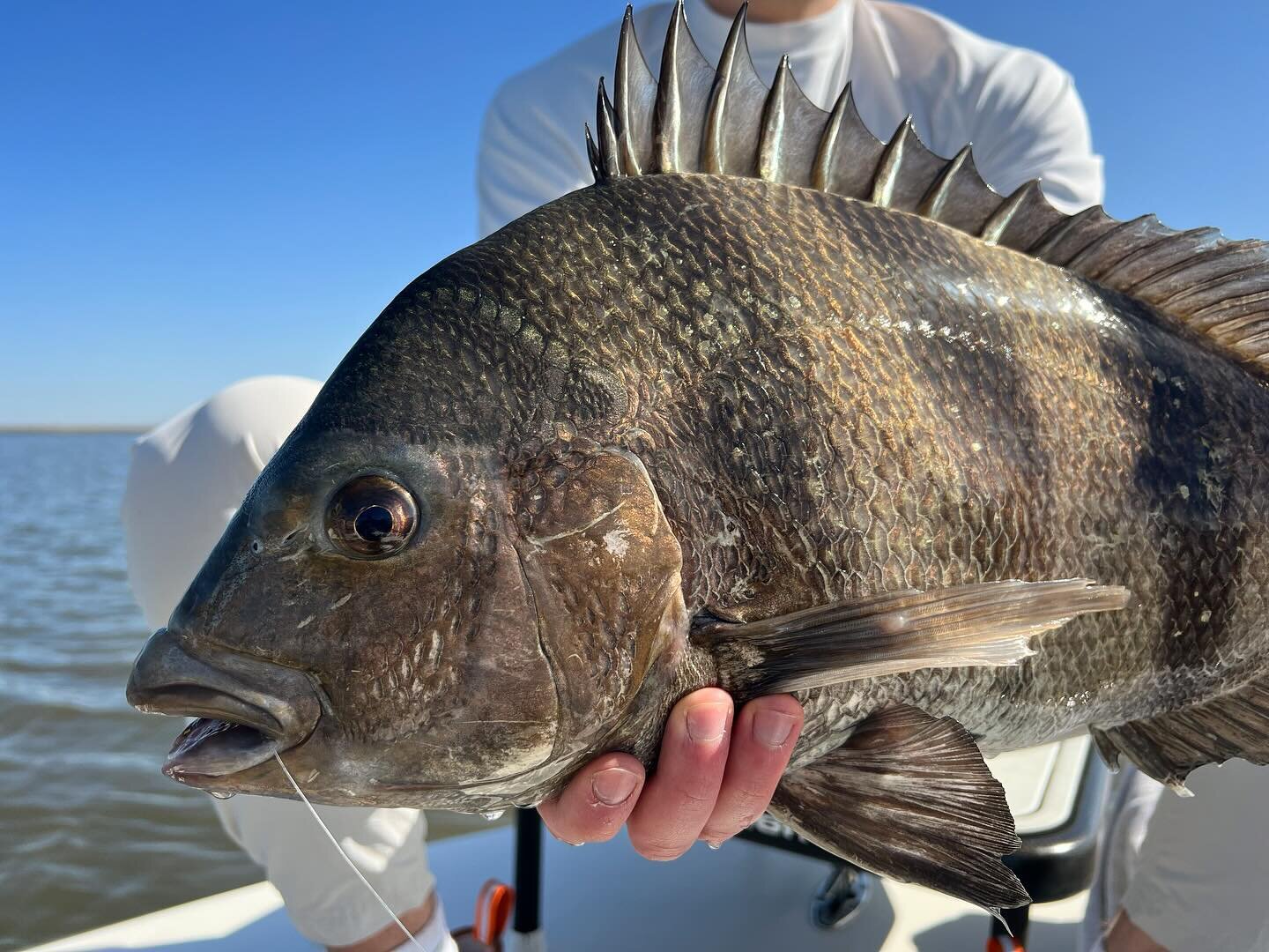Austin&rsquo;s first was a freaking sheepshead. Congrats, Austin. Maybe some day you&rsquo;ll understand what this means. Haha