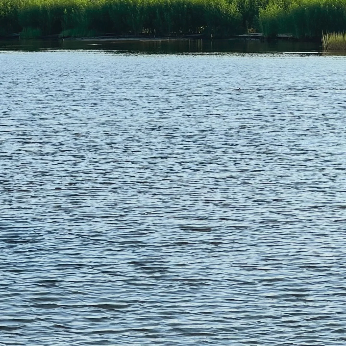 Photos often cannot tell the whole story or even a fraction of it, but what are your guesses on the fish specie and size in this photo?