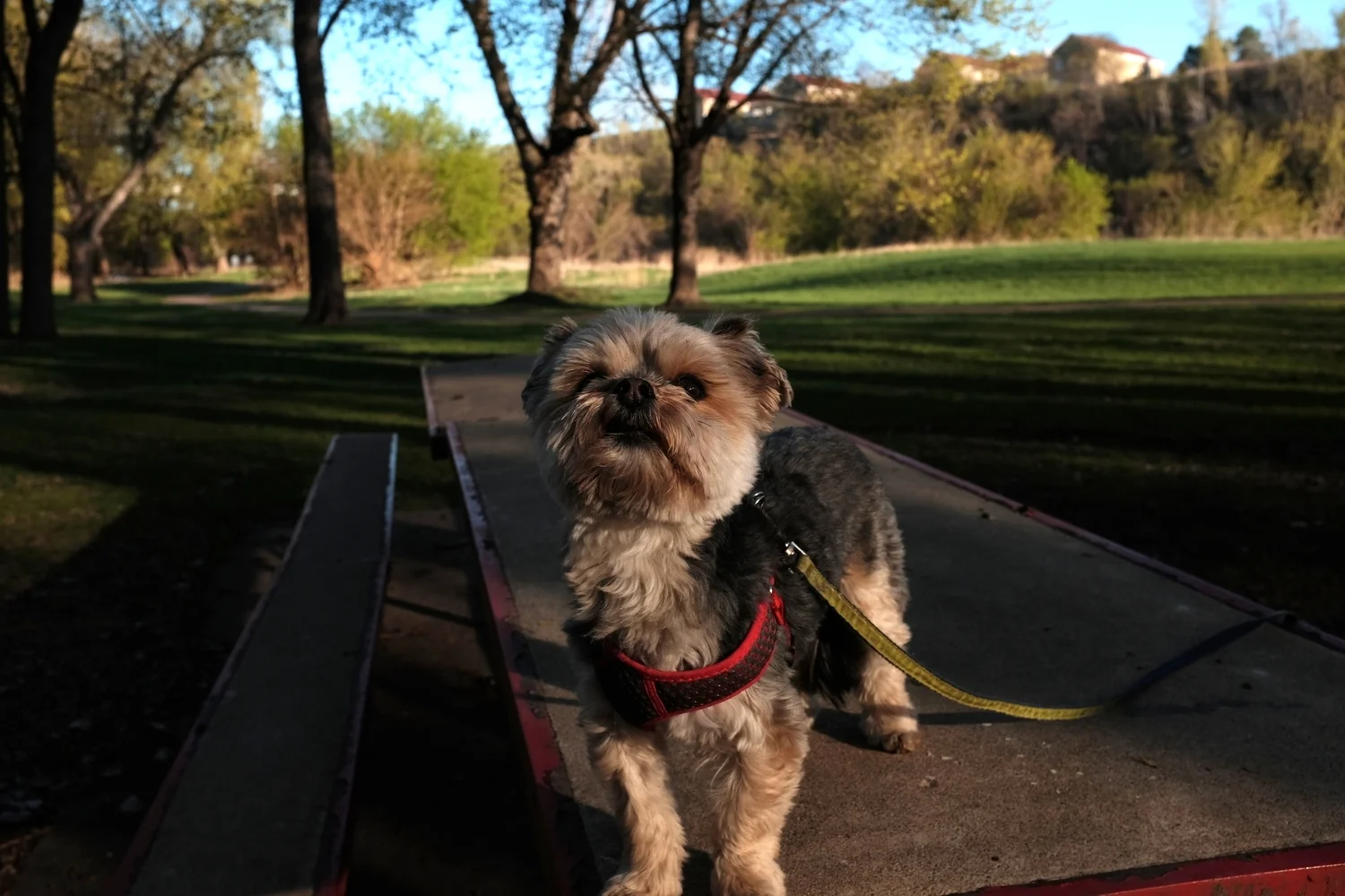 Wally posing at Hidden Falls park on the Mississippi River. Fort Snelling buildings in background.