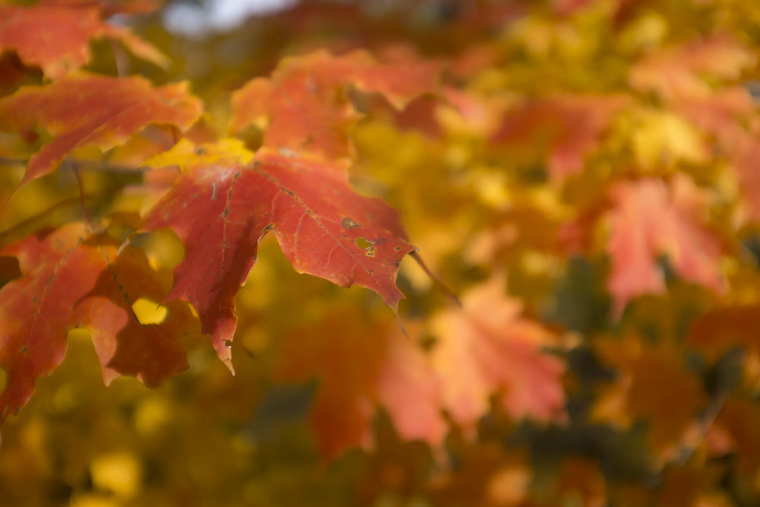 autumnport-34.jpg