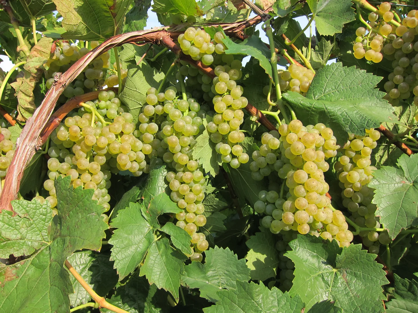 greenGrapes.jpg