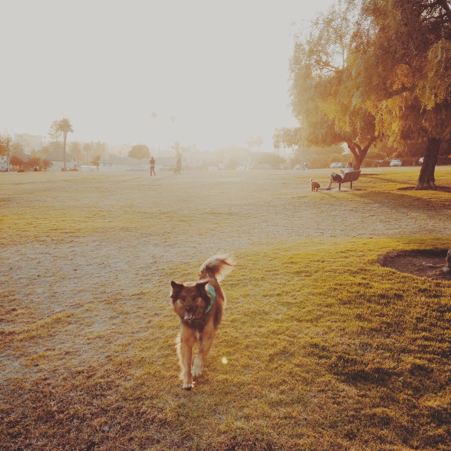 Last weekend we said goodbye to Otis&mdash;the heart and namesake behind Otis + Pearl.

Sixteen years of love, loyalty, and the kind of companionship that changes you forever. He was there before the business, before the name&mdash;he is the name (ir