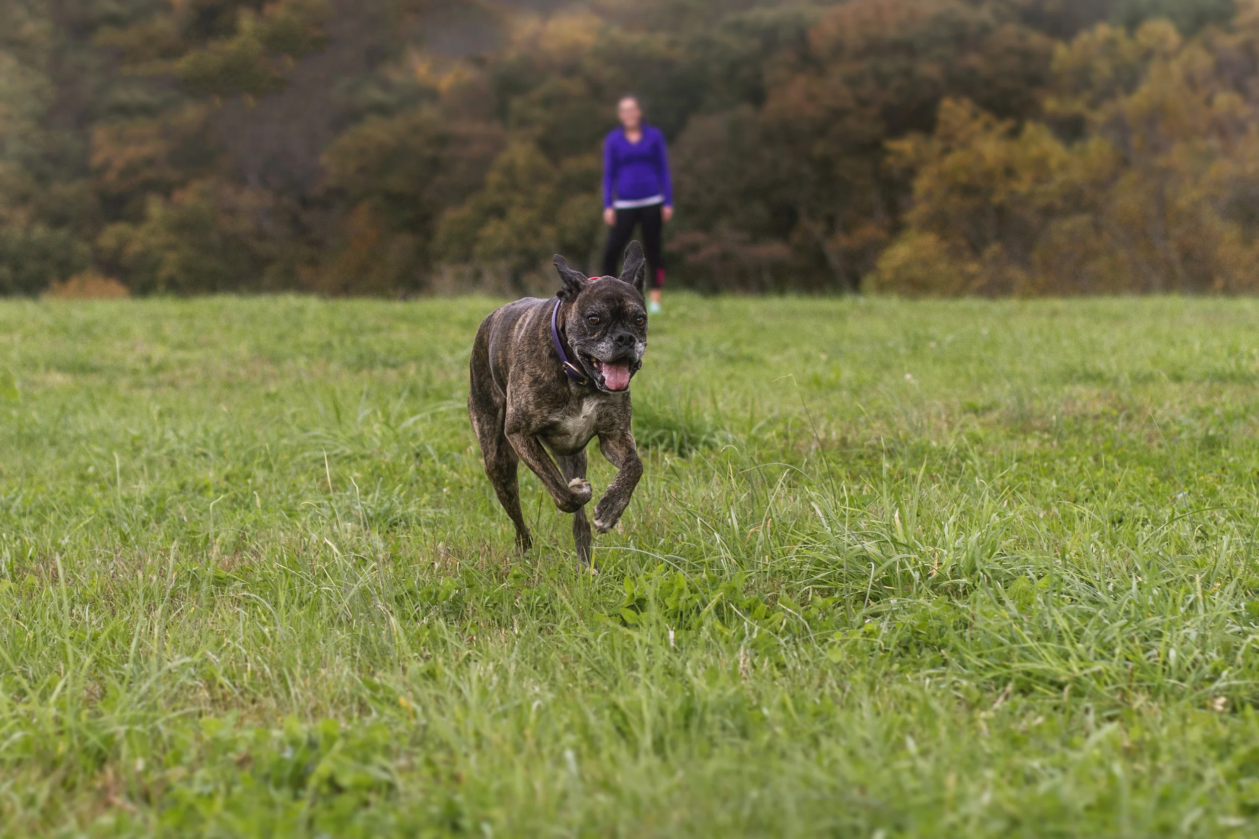 dog behaviorist cost