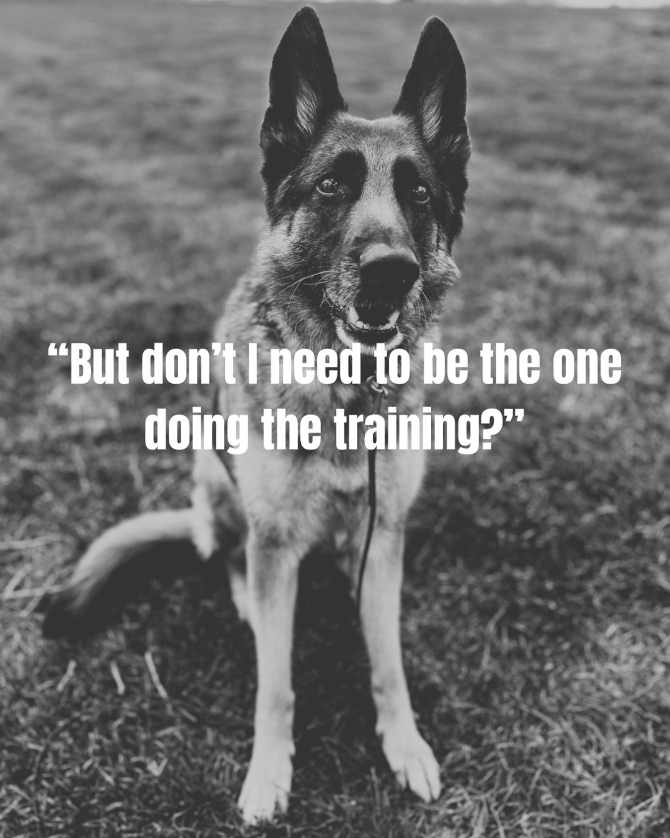 This is a statement I see a lot in local groups and everyone has a strong opinion on it, so here&rsquo;s my perspective:

It&rsquo;s a fair question! You love your dog. You&rsquo;re invested. And you want the relationship you build to be rooted in tr