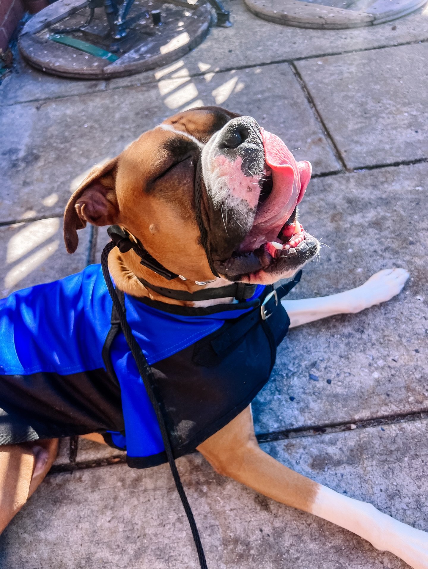 Anyone who knows us knows that we&rsquo;re BIG fans of boxers around here 🥊 Dolph is finishing up his three-week program, and I&rsquo;m so excited to transfer his new skills to his mom.

Boxers are a lot of dog, full of personality, movement, and op