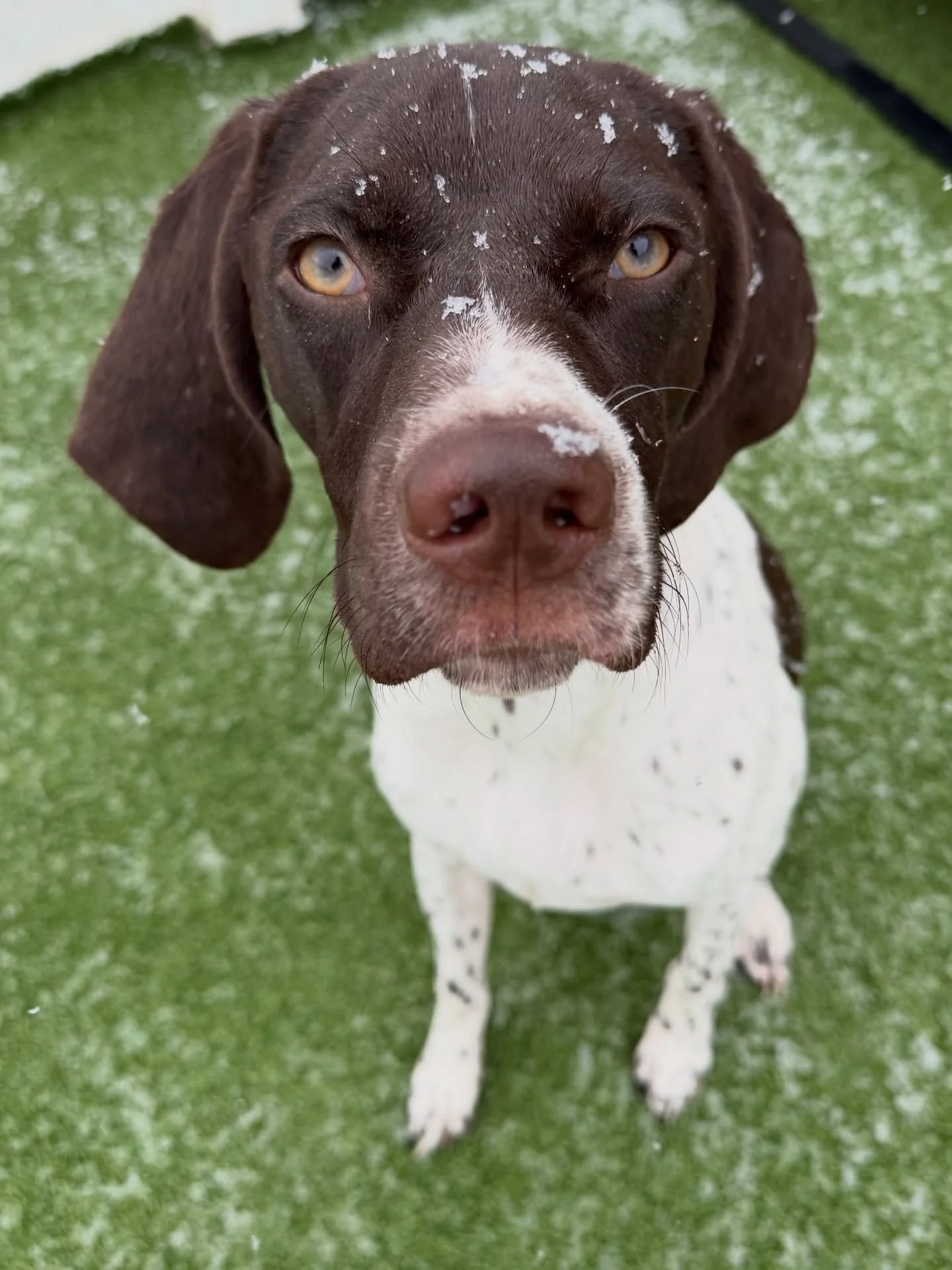 Snow makes for cute pictures and not much else at this point. ❄️