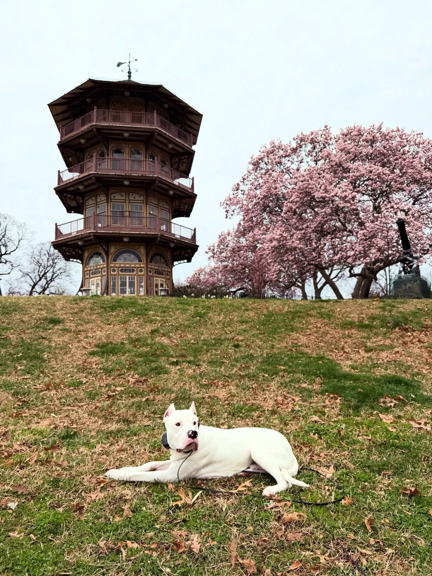 Teddy the Dogo out for a session! Nothing quite like spring blooms 🌸