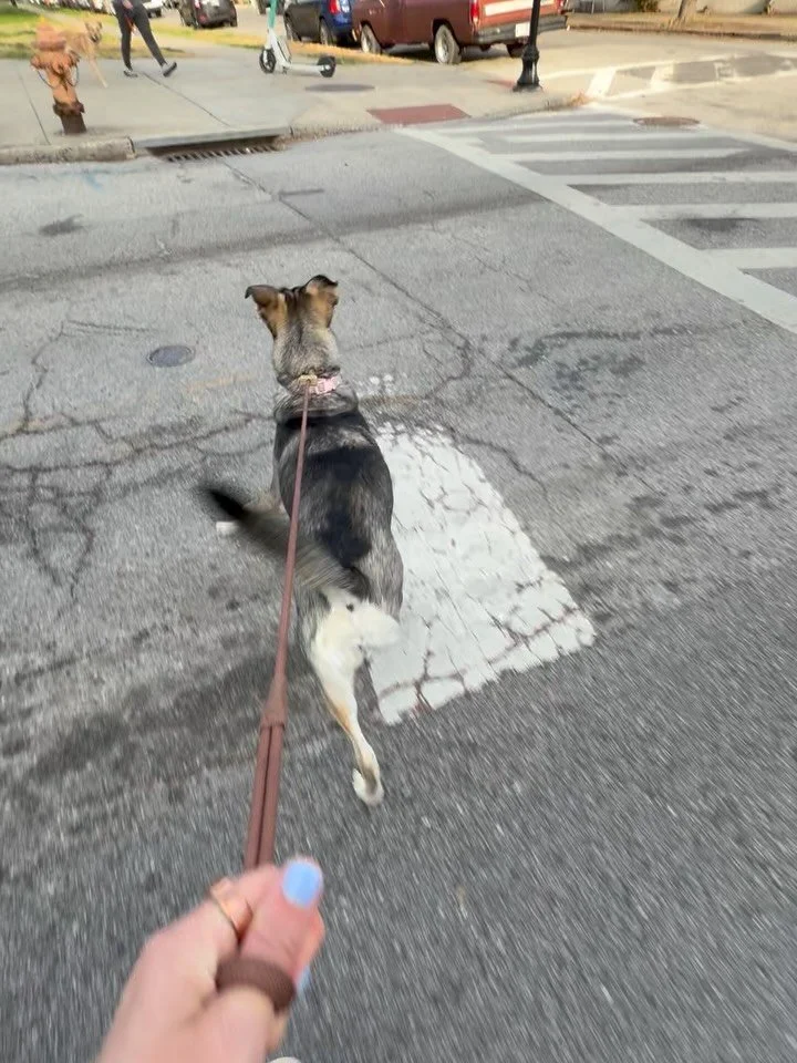 Reactivity is a loaded term.

It gets thrown around a lot, and while we can make educated guesses based on a dog&rsquo;s overall behavior, we don&rsquo;t truly know what we&rsquo;re looking at until we see it in real life.

Both of these dogs would b