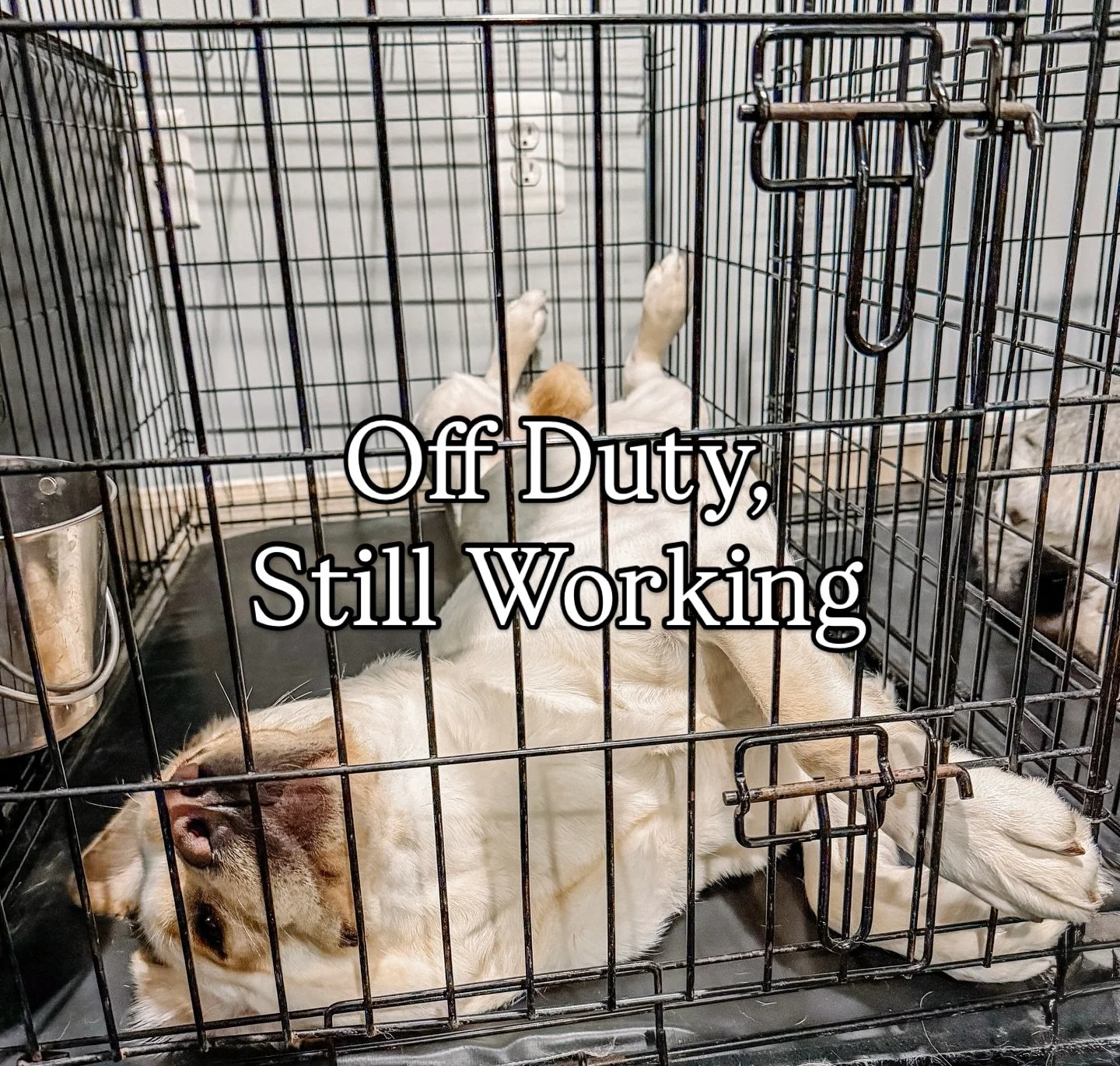 We have twin labs in right now, and this is Willow! Before training, she wasn&rsquo;t able to be crated at home. Living in a building means letting a dog &ldquo;cry it out&rdquo; just isn&rsquo;t realistic with neighbors.

The first couple of days we