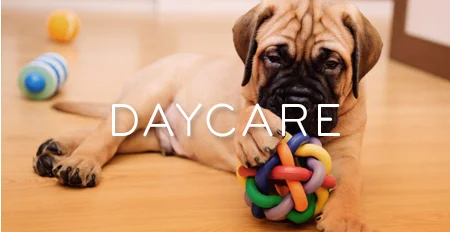 Daycare.jpg