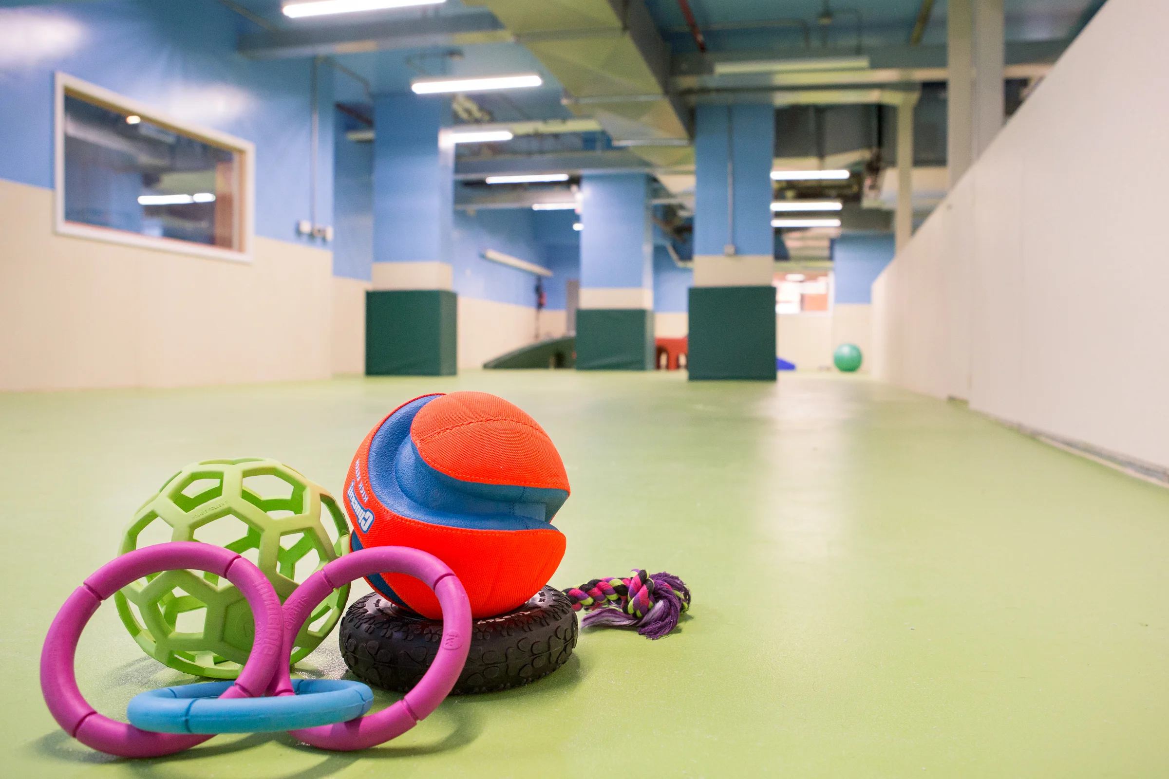 HUGE Dog Play Area