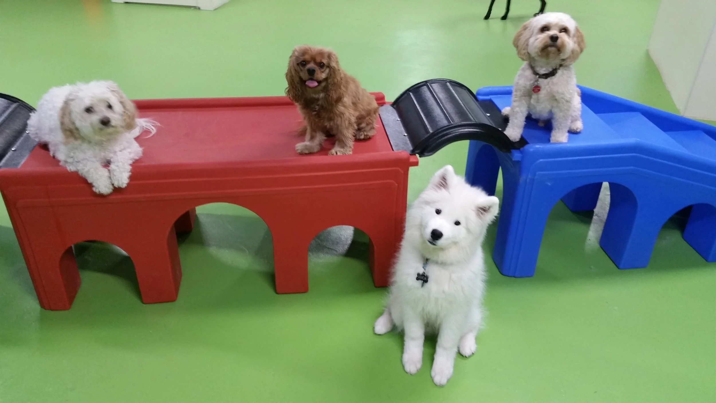 For The Love Of Dog Gallery