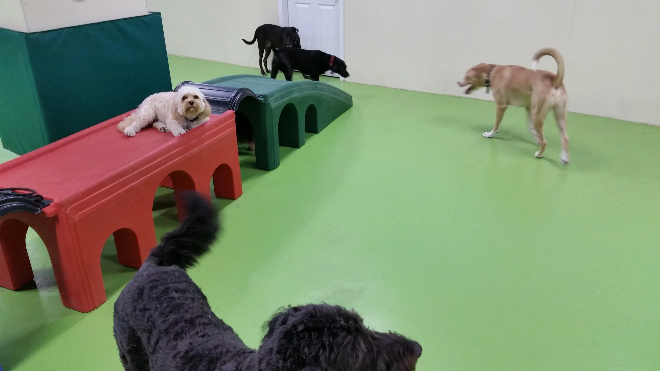 For The Love Of Dog Gallery