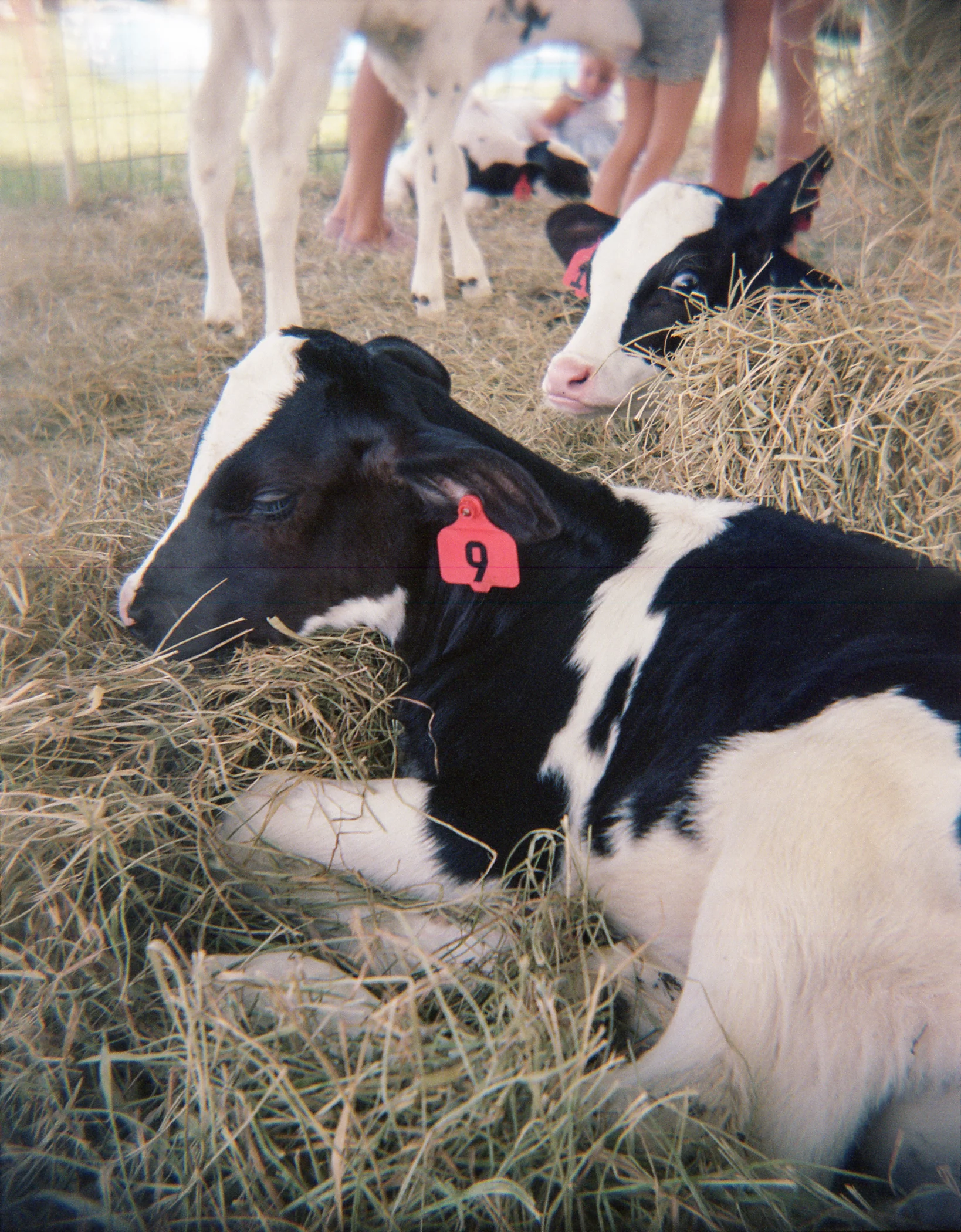 Cows-1.jpg