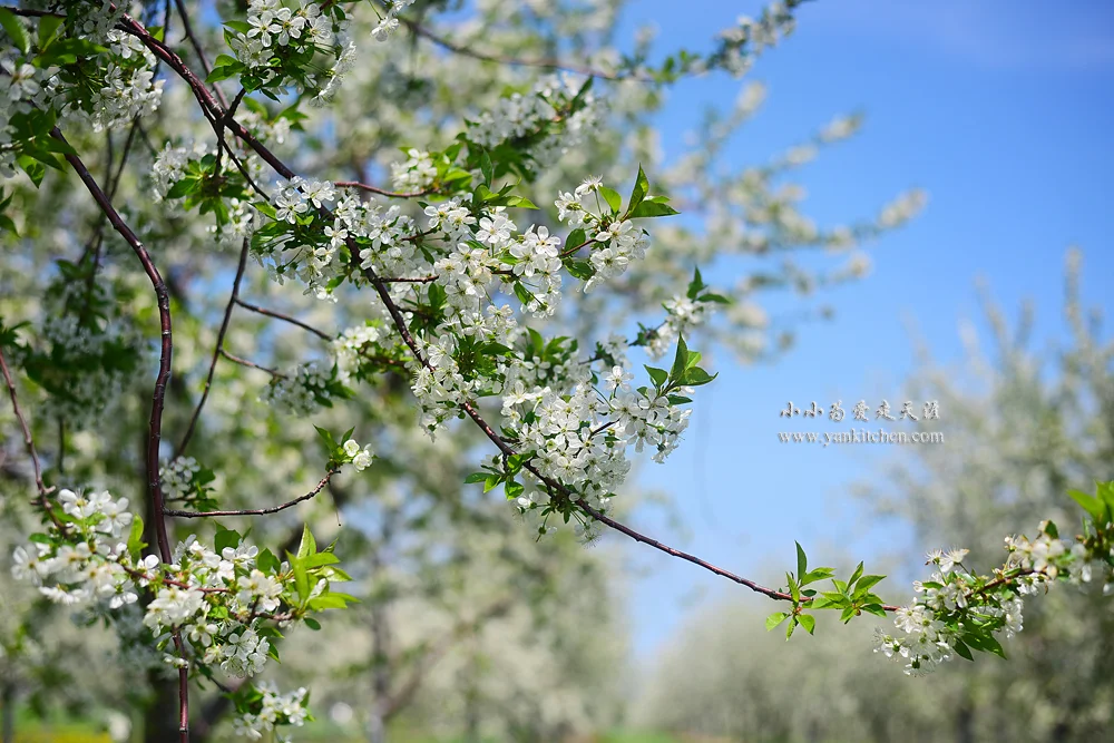 Traverse City看樱花，尝美食，喝美酒