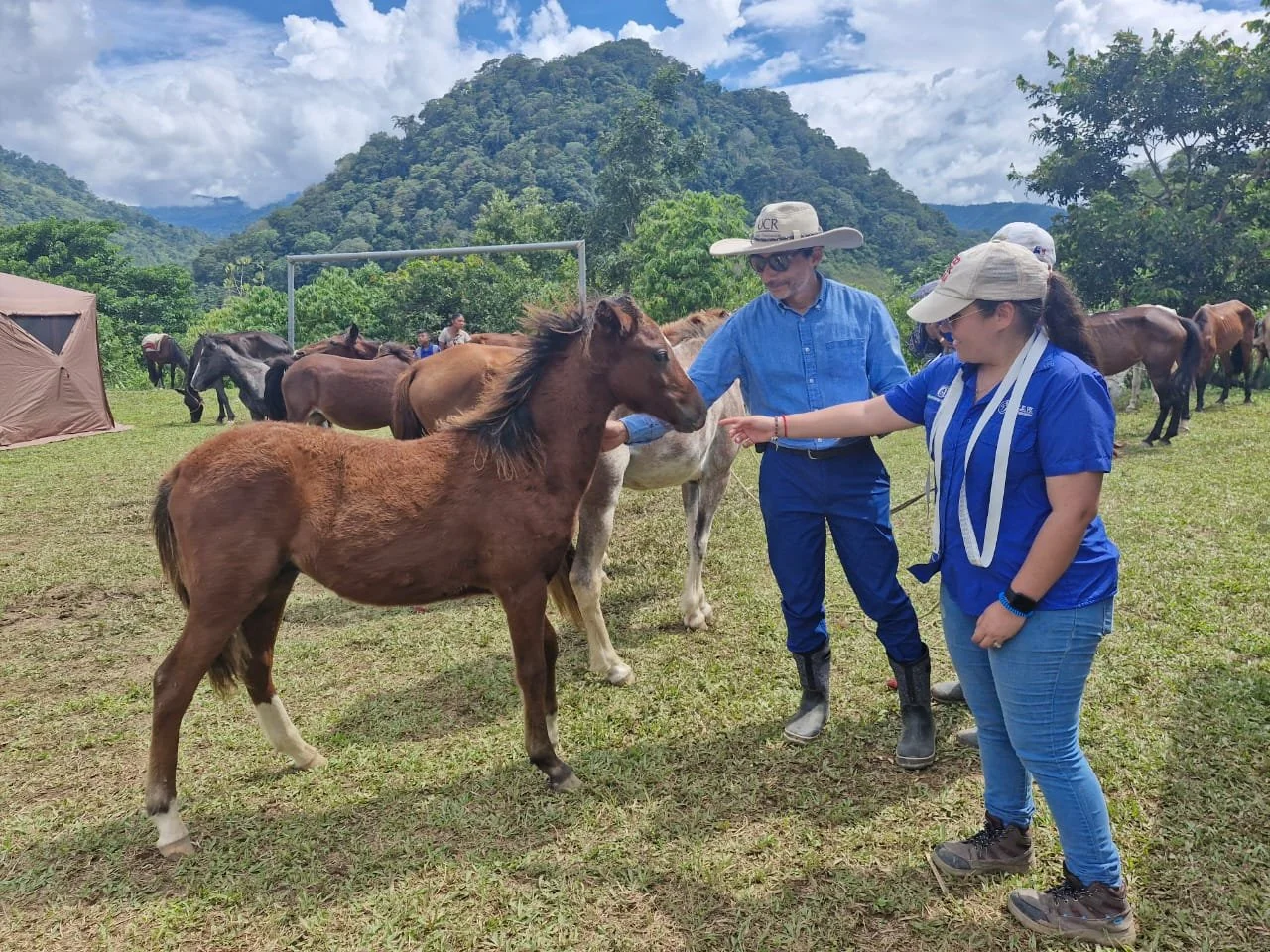 Bienestar animal en CR: leyes, reglamentos y compromiso social