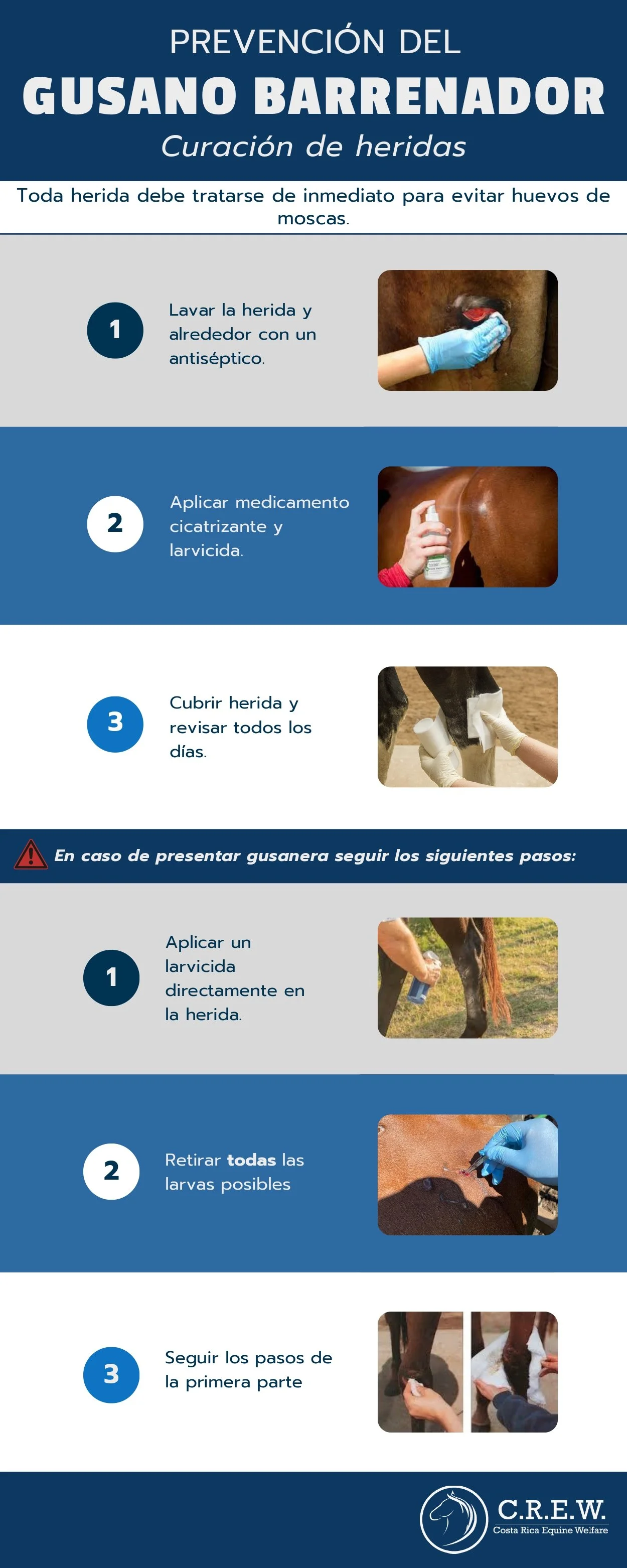 Gusano Barrenador: Curación de heridas