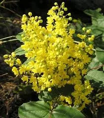 Creeping Oregon Grape