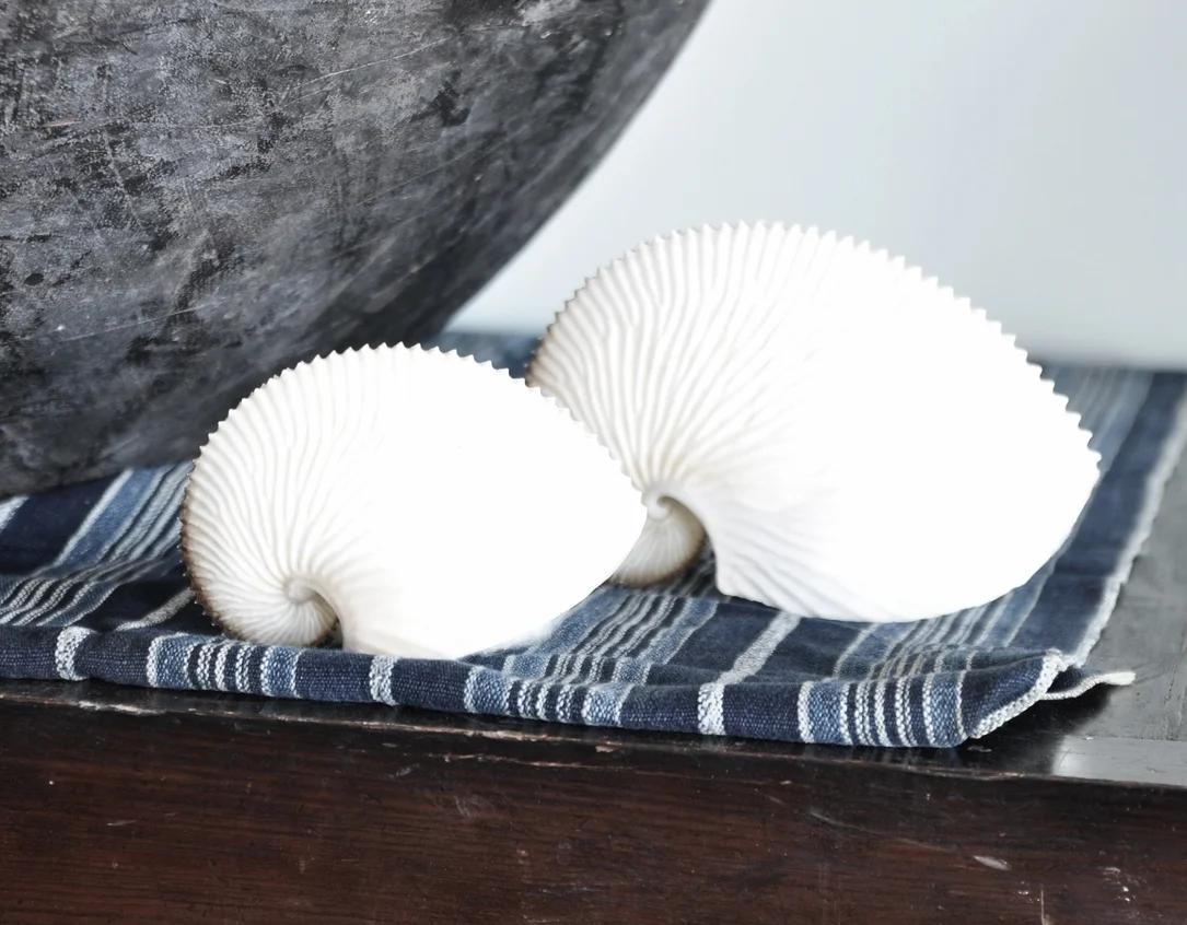 rare "paper" nautilus shells
