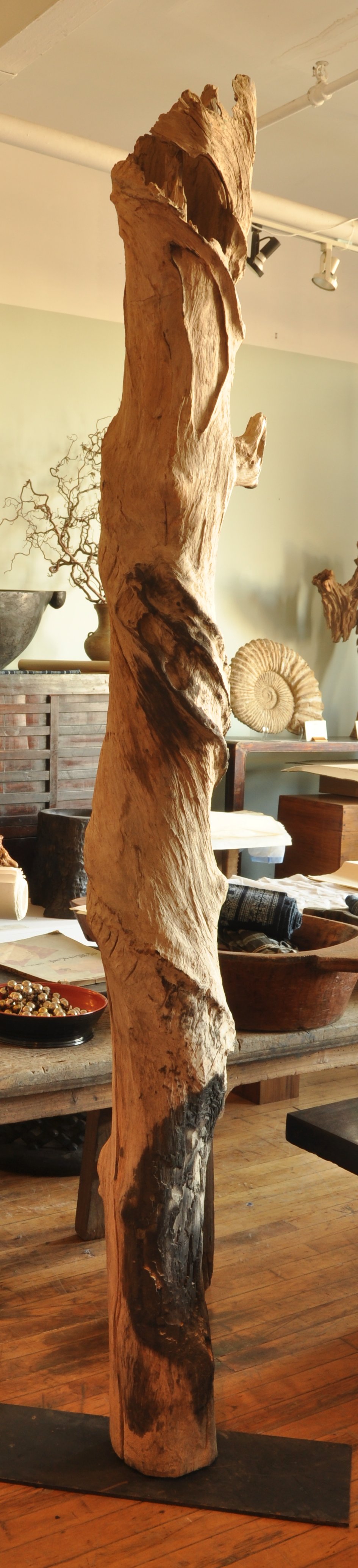 An extraordinary teak log with natural twist