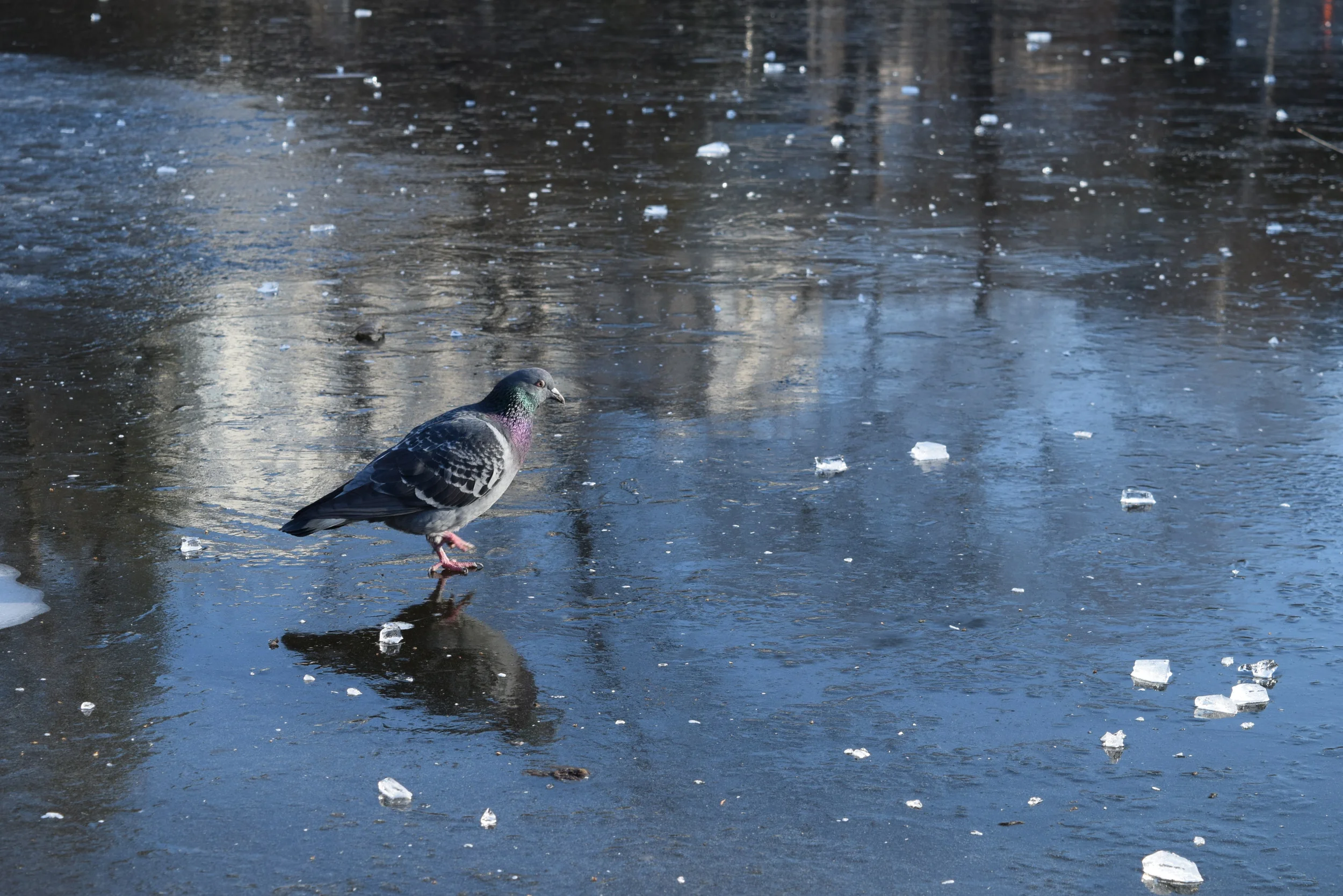 凍ってしまった池に鳩