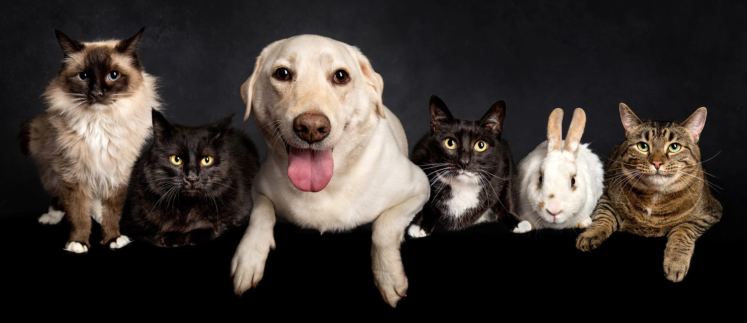best pets gift card special offer.jpg