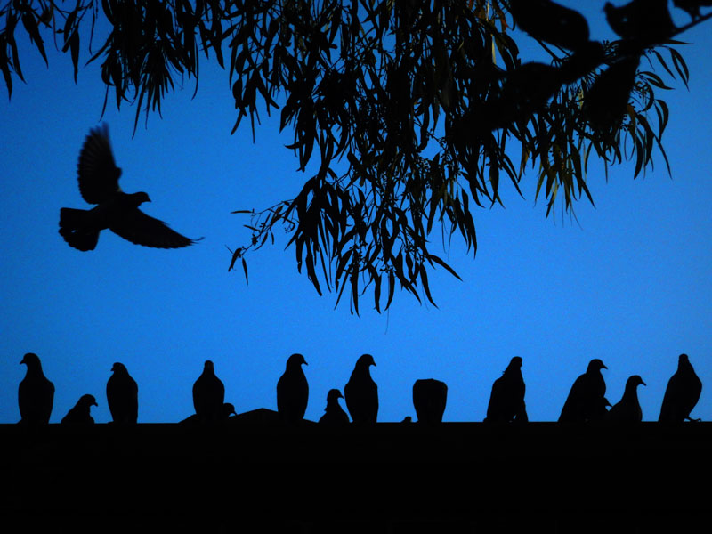 pigeons blue copy.jpg