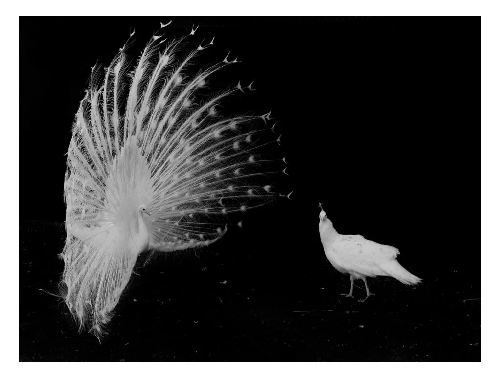 The Order Of The White Peacock II B&W.jpg