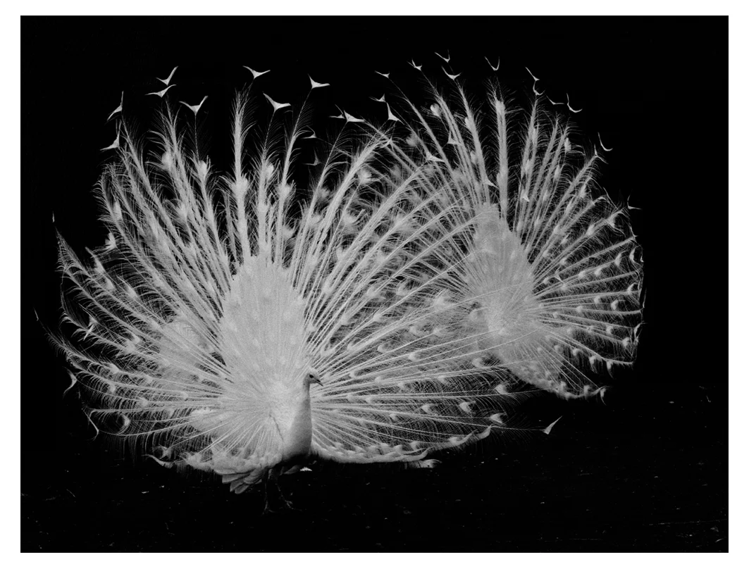 The Order of the White Peacock