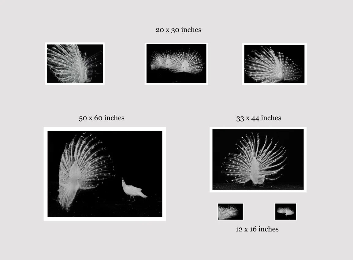 Layout dimensions