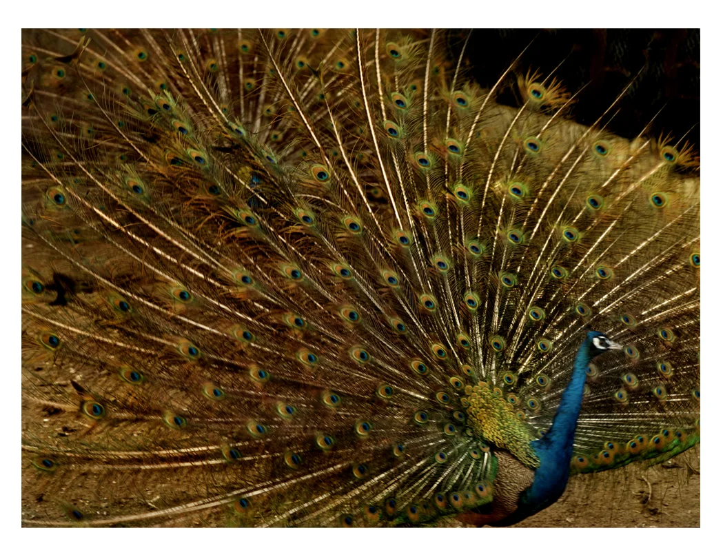 Indian Blue
