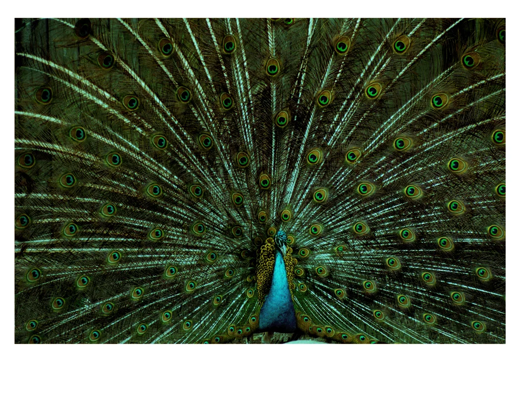 Peacock