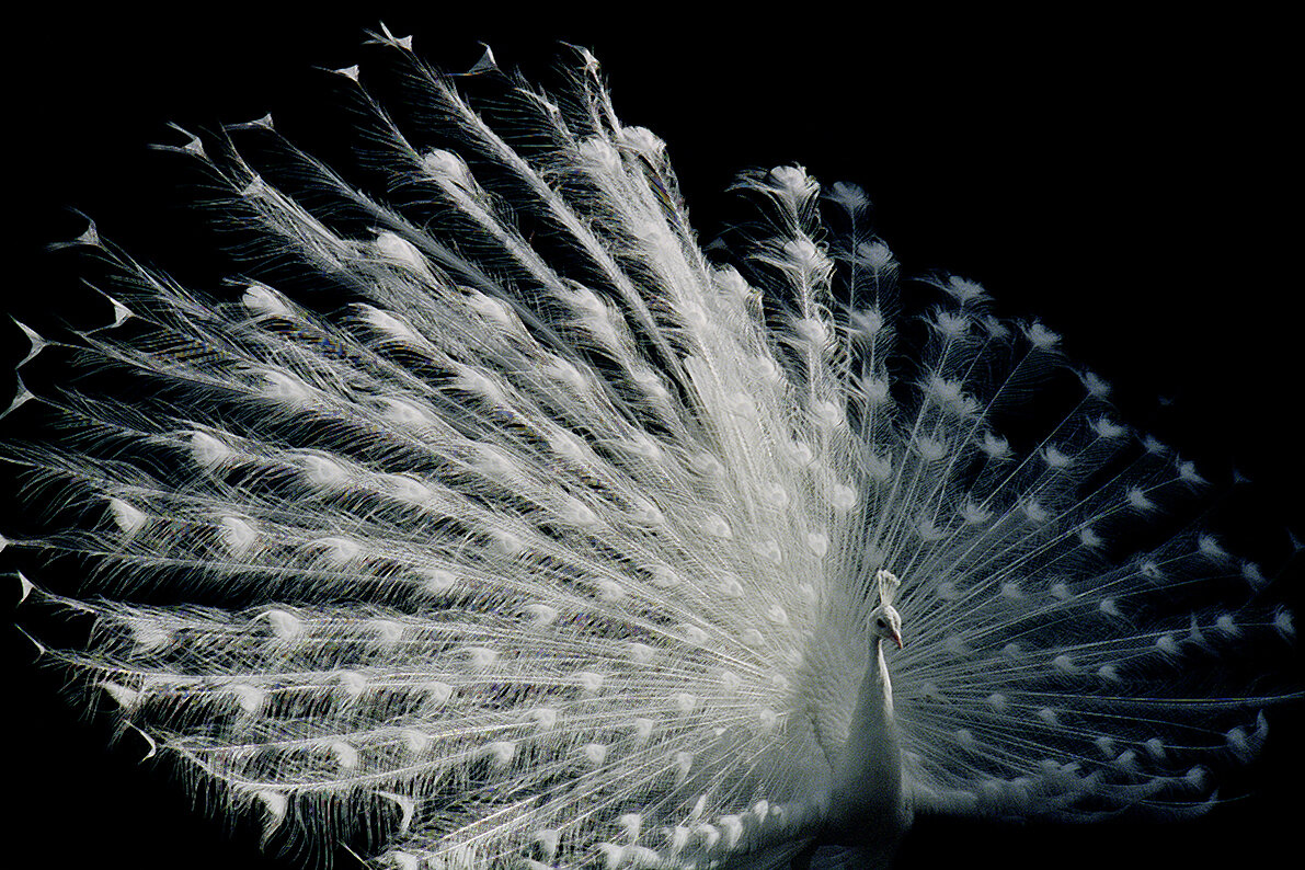 The Order of the White Peacock