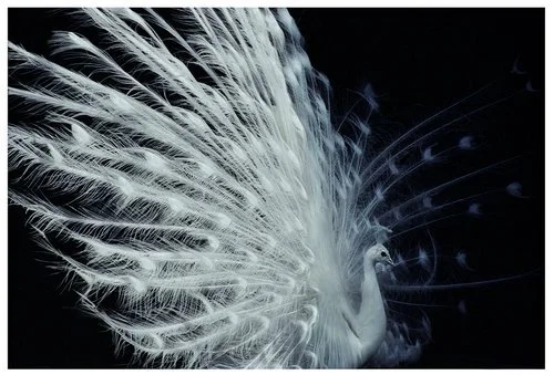 3.White+Peacock.jpg