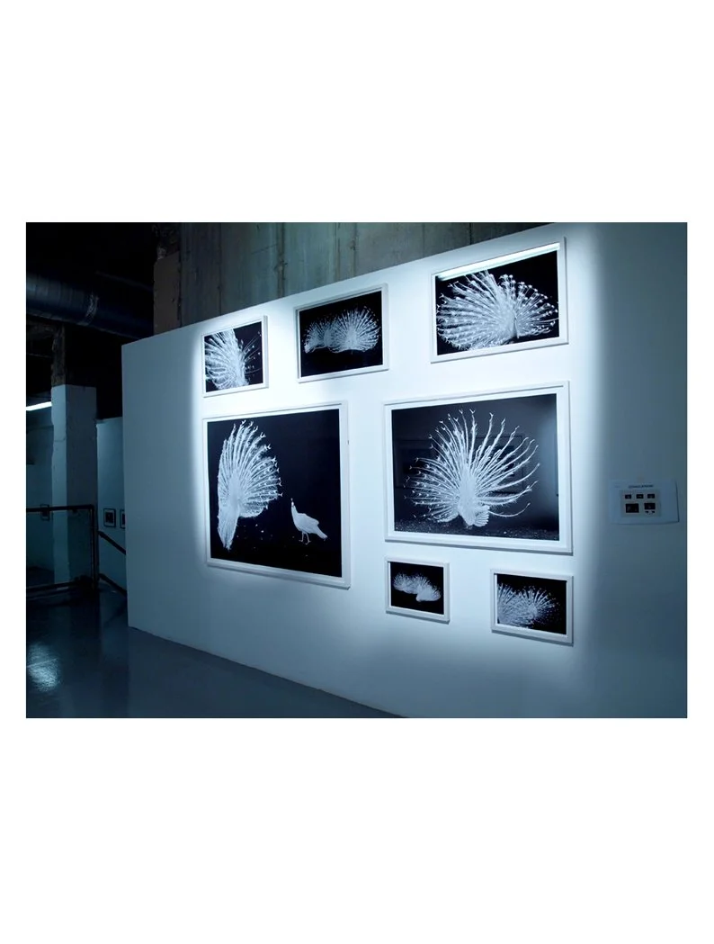 Peacock Exhibit Web.jpg