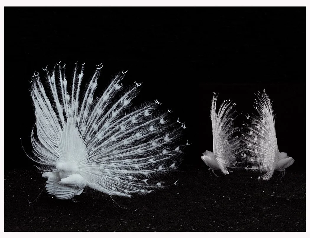 Under Different Stars w Border.jpg