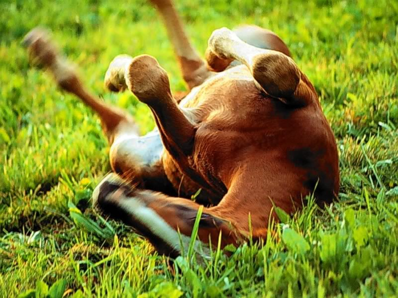 horse-rolling-in-the-grass.png