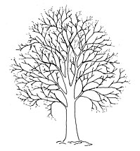 tree crown thinning cambridgeshire.jpg