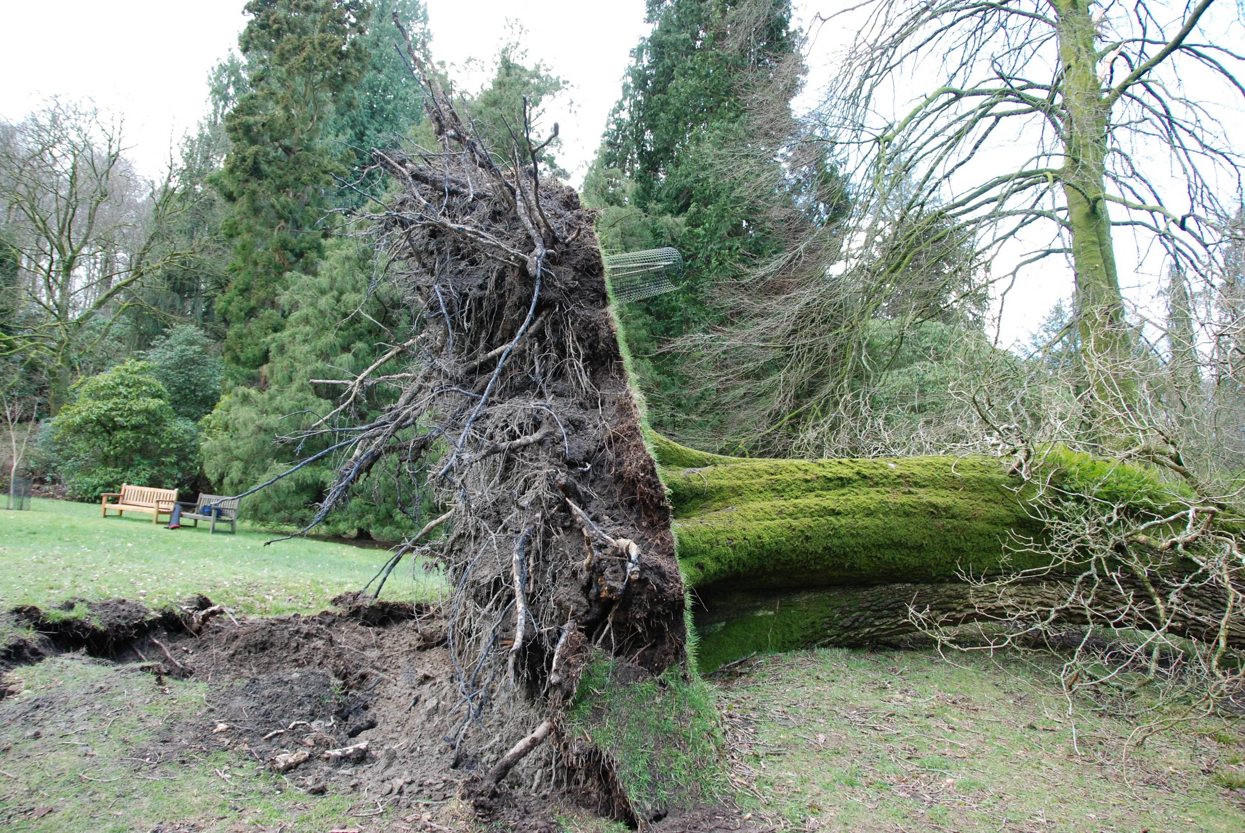 200-year-old-oak-tree-damage-from-st-valentines-day-storm-stourhead.jpg