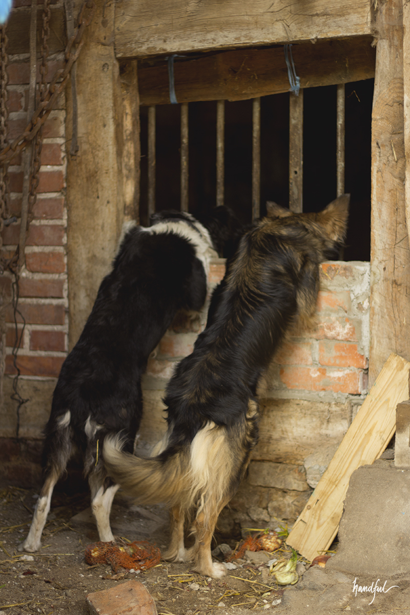 Our watchful friends